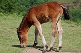 21_jeune pottock